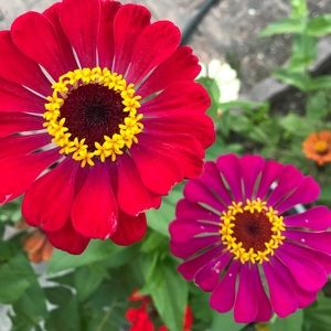 Meet your Posher, Catrina